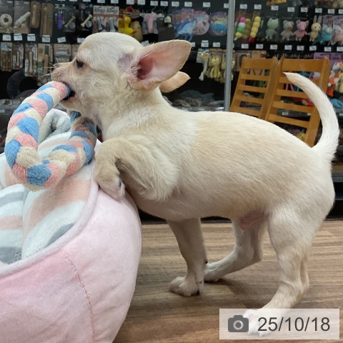 チワワの写真