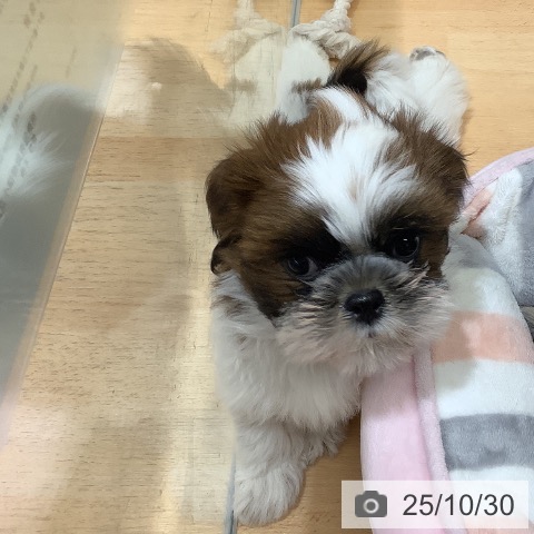 シー・ズーの写真