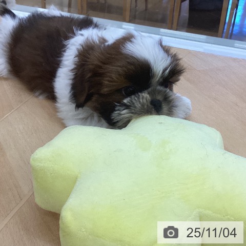 シー・ズーの写真