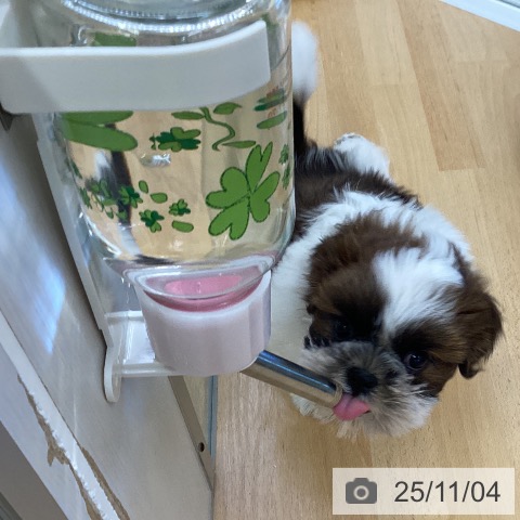 シー・ズーの写真