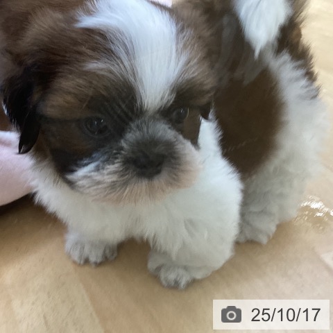 シー・ズーの写真