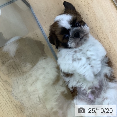 シー・ズーの写真