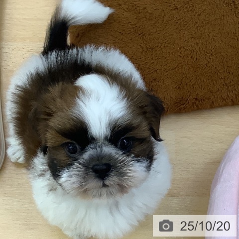 シー・ズーの写真