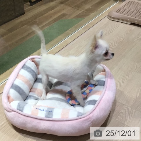 神奈川県のチワワ(ロング) (ペットプラス 川崎ルフロン店/2025年8月12日生まれ/男の子/クリームホワイト)の子犬の4枚目の画像