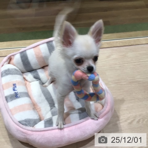 神奈川県のチワワ(ロング) (ペットプラス 川崎ルフロン店/2025年8月12日生まれ/男の子/クリームホワイト)の子犬の3枚目の画像