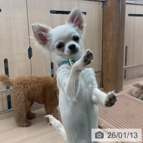 東京都のチワワ(ロング) (ペッツワン 南砂町SUNAMO店/2025年8月12日生まれ/男の子/クリームホワイト)の子犬の4枚目の画像