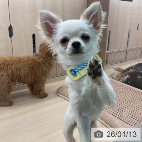 東京都のチワワ(ロング) (ペッツワン 南砂町SUNAMO店/2025年8月12日生まれ/男の子/クリームホワイト)の子犬の3枚目の画像