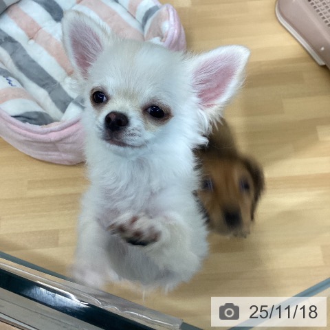 千葉県のチワワ(ロング) (ペットプラス 八千代緑が丘店/2025年8月12日生まれ/男の子/クリームホワイト)の子犬の4枚目の画像