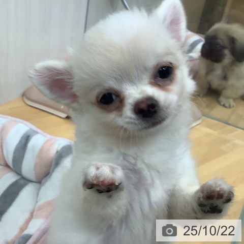 千葉県のチワワ(ロング) (ペットプラス 八千代緑が丘店/2025年8月12日生まれ/男の子/クリームホワイト)の子犬の3枚目の画像