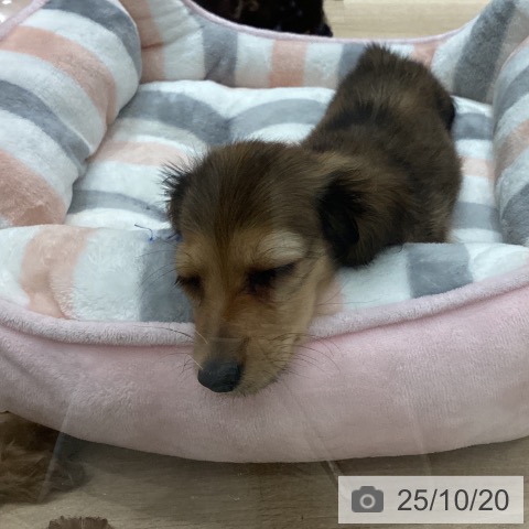 ミニチュア・ダックスフンドの写真