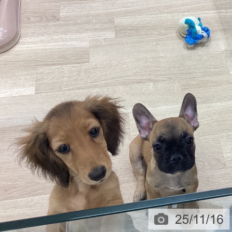 ミニチュア・ダックスフンドの写真