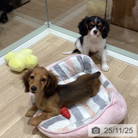 ミニチュア・ダックスフンドの写真