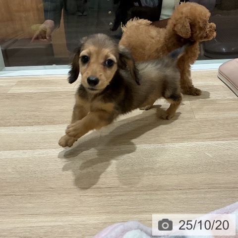 ミニチュア・ダックスフンドの写真