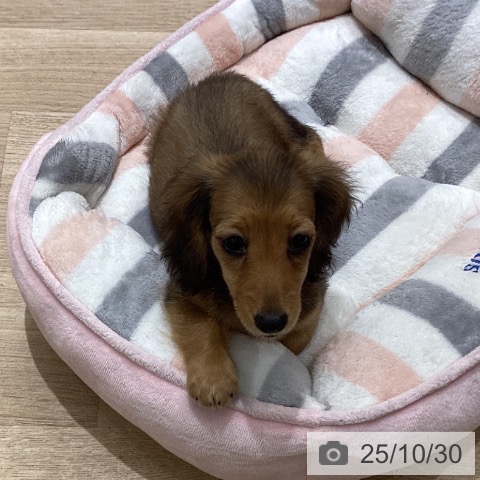 ミニチュア・ダックスフンドの写真