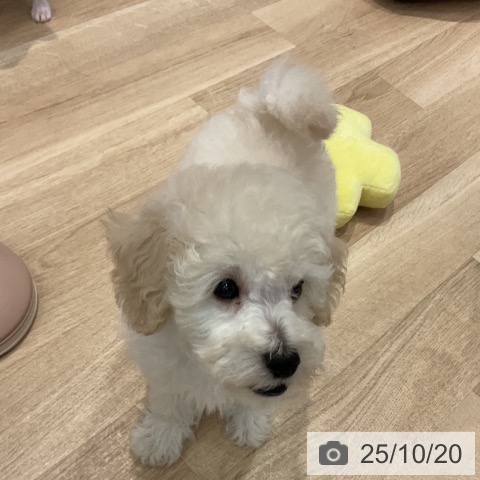 群馬県のトイプードル(トイ) (ペットプラス イオンモール太田店/2025年8月11日生まれ/男の子/ホワイト)の子犬の4枚目の画像