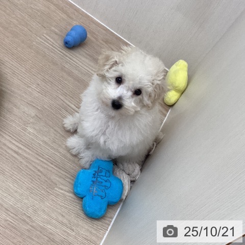 トイ・プードルの写真