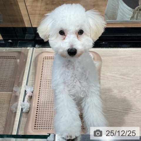 埼玉県のトイプードル(トイ) (ペッツワン 新座店/2025年8月11日生まれ/女の子/ホワイト)の子犬の4枚目の画像