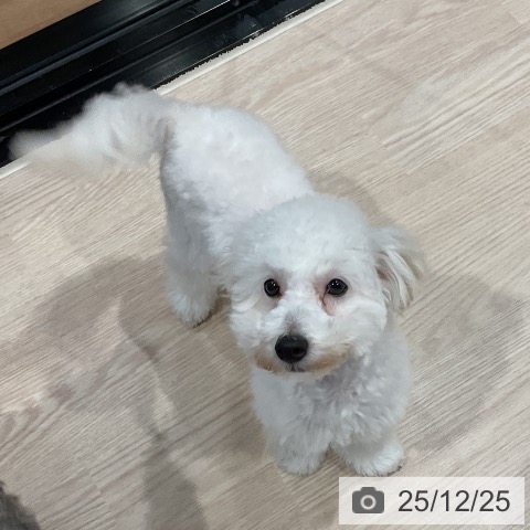 埼玉県のトイプードル(トイ) (ペッツワン 新座店/2025年8月11日生まれ/女の子/ホワイト)の子犬の3枚目の画像