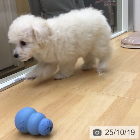 トイ・プードルの写真