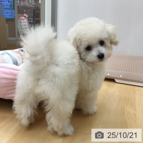 トイ・プードルの写真