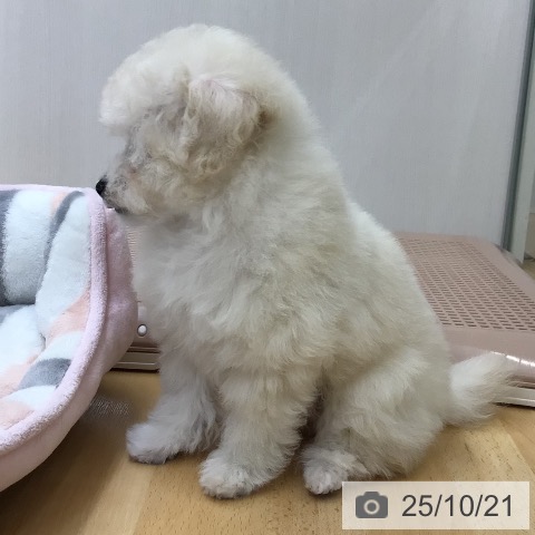 トイ・プードルの写真