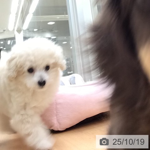 トイ・プードルの写真