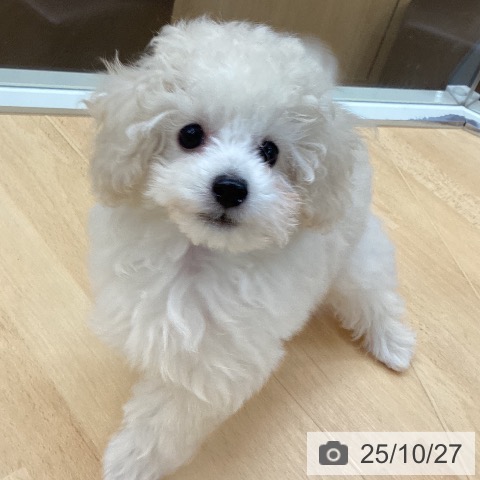 トイ・プードルの写真