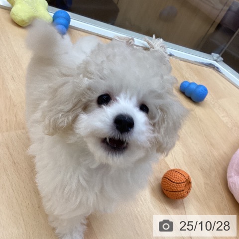 トイ・プードルの写真