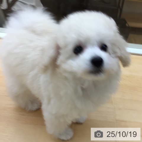 トイ・プードルの写真