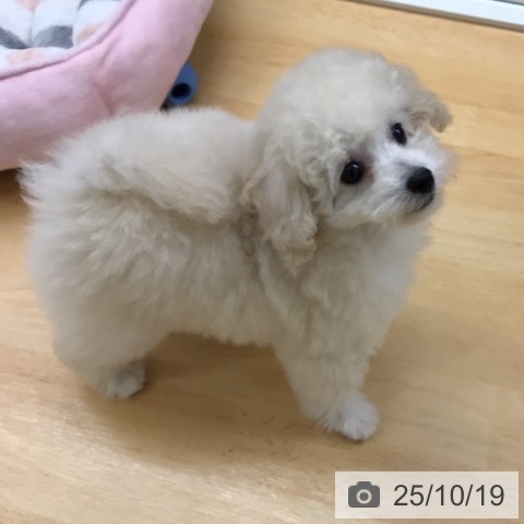 トイ・プードルの写真