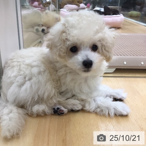 トイ・プードルの写真