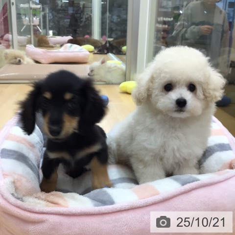 トイ・プードルの写真