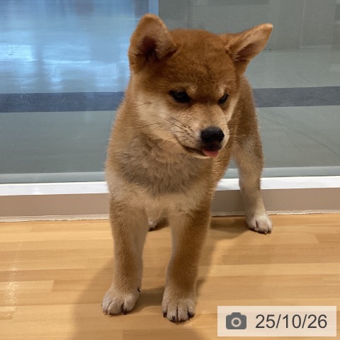 柴の写真