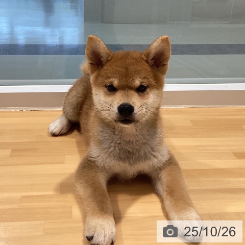 柴の写真