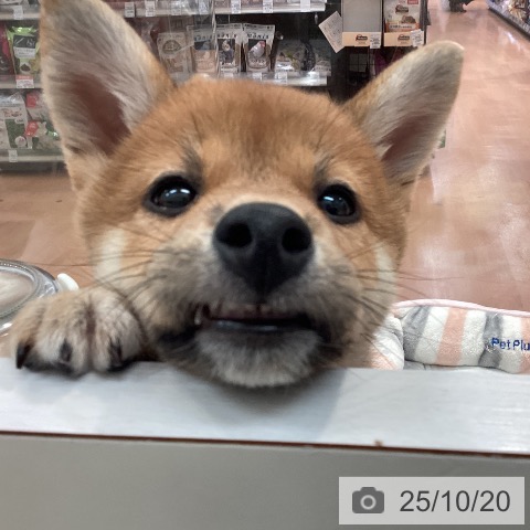 柴の写真