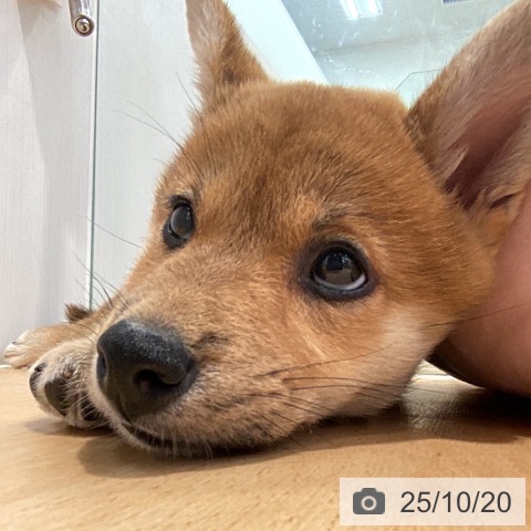 柴の写真