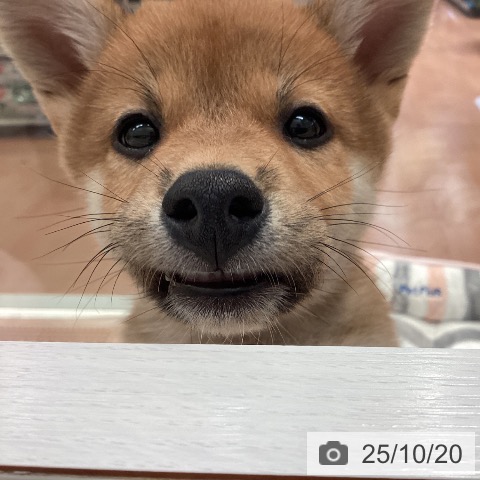 柴の写真