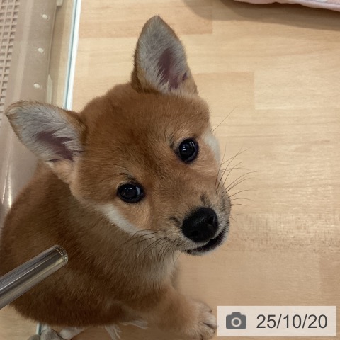 柴の写真