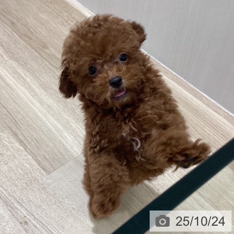 トイ・プードルの写真