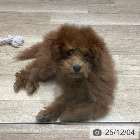 トイ・プードルの写真