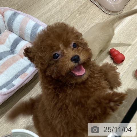 トイ・プードルの写真