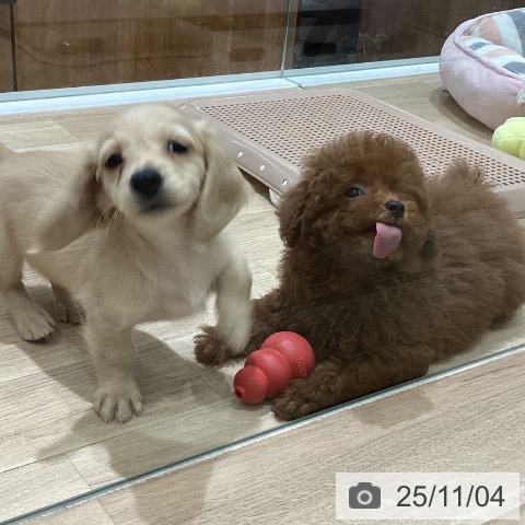 トイ・プードルの写真