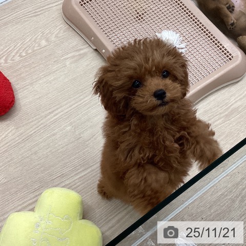 トイ・プードルの写真