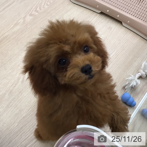 トイ・プードルの写真