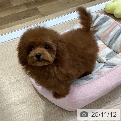 トイ・プードルの写真