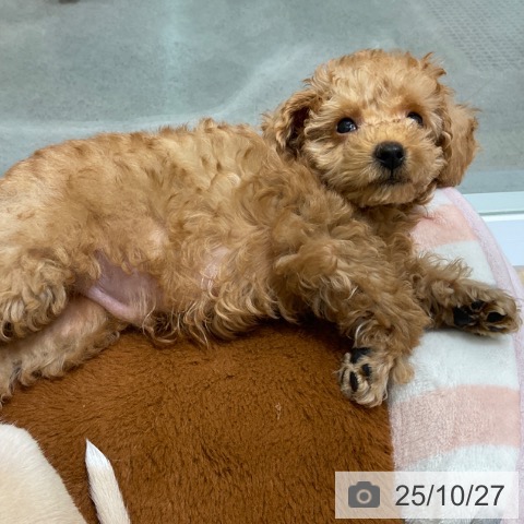 東京都のトイプードル(トイ) (ペットプラス 立川高島屋S.C.店/2025年8月17日生まれ/男の子/アプリコット)の子犬の4枚目の画像