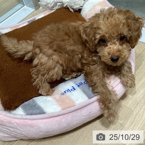 東京都のトイプードル(トイ) (ペットプラス 立川高島屋S.C.店/2025年8月17日生まれ/男の子/アプリコット)の子犬の3枚目の画像