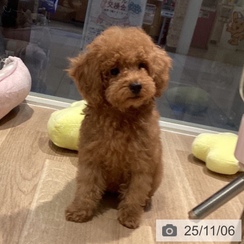 トイ・プードルの写真