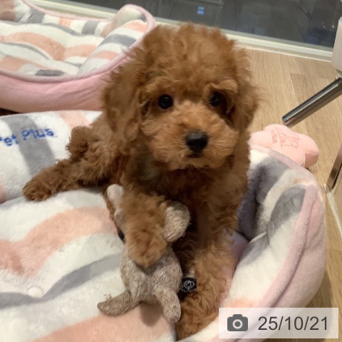 トイ・プードルの写真