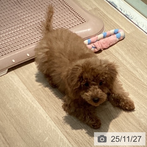 東京都のトイプードル(トイ) (ペッツワン 青梅インター店/2025年8月17日生まれ/女の子/アプリコット)の子犬の4枚目の画像